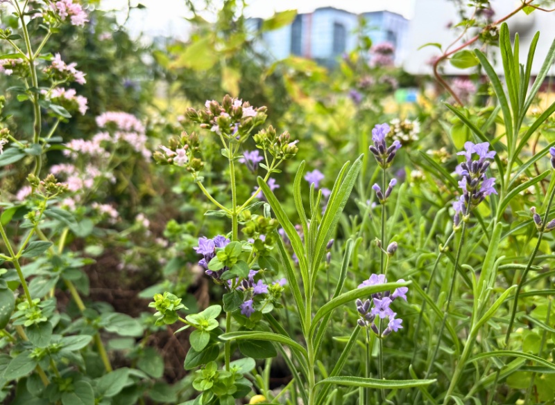 Żywe Zielniki: Rodzime Łąki i Ziołowe Ogródki UG