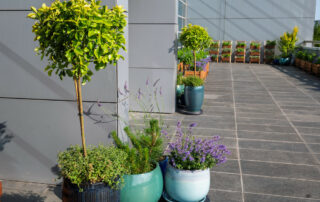 Ogród Społeczny Zielona Przystań w BUG