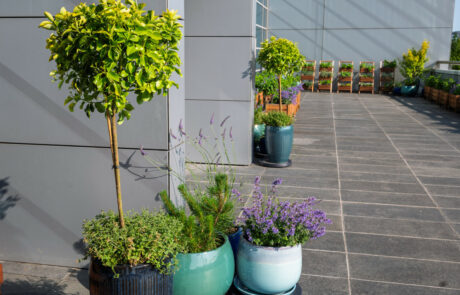 Ogród Społeczny Zielona Przystań w BUG