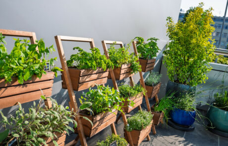 Ogród Społeczny Zielona Przystań w BUG