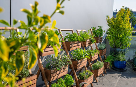 Ogród Społeczny Zielona Przystań w BUG