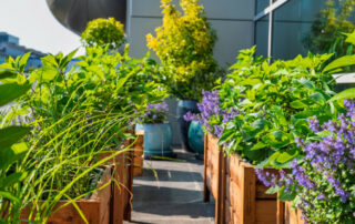 Ogród Społeczny Zielona Przystań w BUG