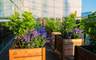 Ogród Społeczny Zielona Przystań w BUG