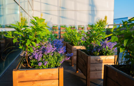 Ogród Społeczny Zielona Przystań w BUG