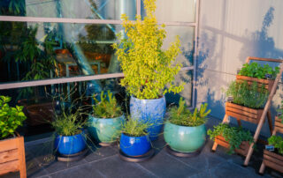 Ogród Społeczny Zielona Przystań w BUG