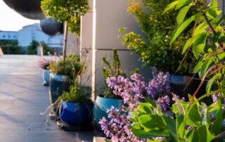 Ogród Społeczny Zielona Przystań w BUG