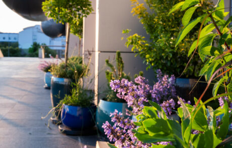 Ogród Społeczny Zielona Przystań w BUG