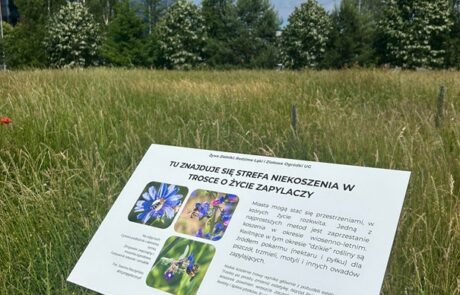 Żywe Zielniki: Rodzime Łąki i Ziołowe Ogródki UG