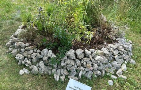 Żywe Zielniki: Rodzime Łąki i Ziołowe Ogródki UG