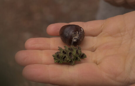 Ekologie tańca – gleba, chwasty i śmieci, czyli spotkanie z Jill Sifah Sigman