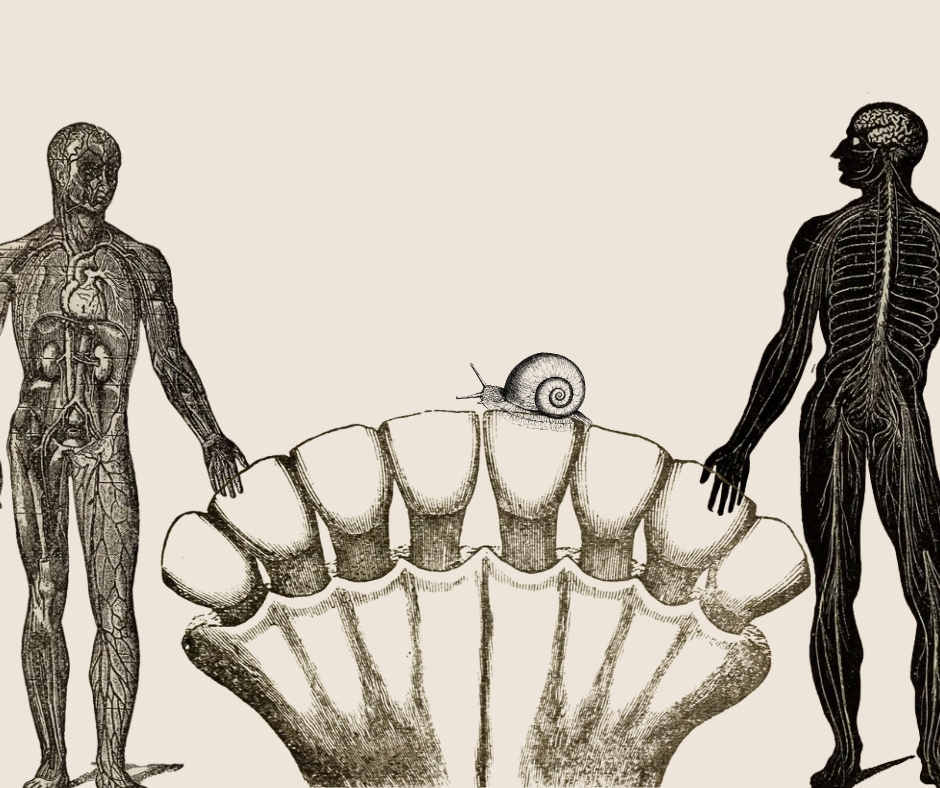 Więcej–niż–ludzkie solidarności. Zapraszamy do stołu z prof. Justyna Stępień