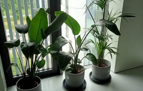 Zielone strefy pracy i relaksu w czterech budynkach Uniwersytetu Gdańskiego