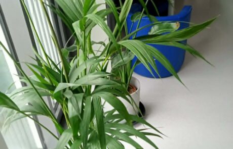 Zielone strefy pracy i relaksu w czterech budynkach Uniwersytetu Gdańskiego